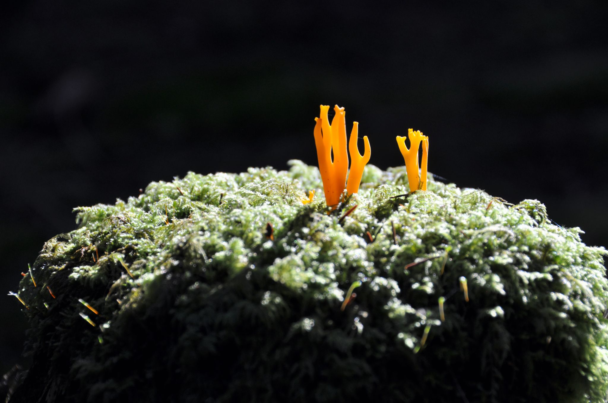 Champignon de corail